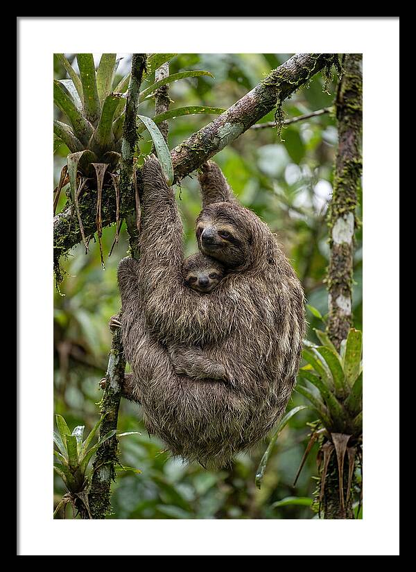 Twotoed Sloth Embracing Baby