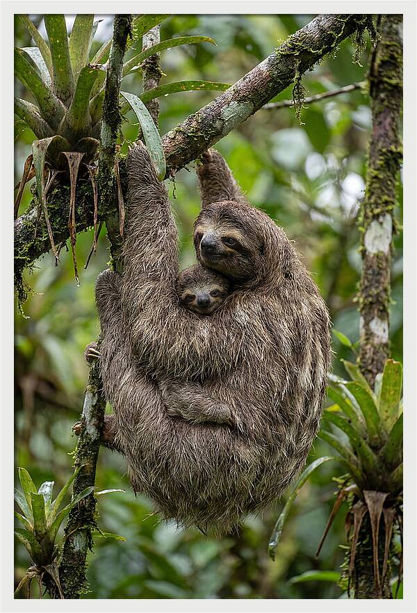 Twotoed Sloth Embracing Baby