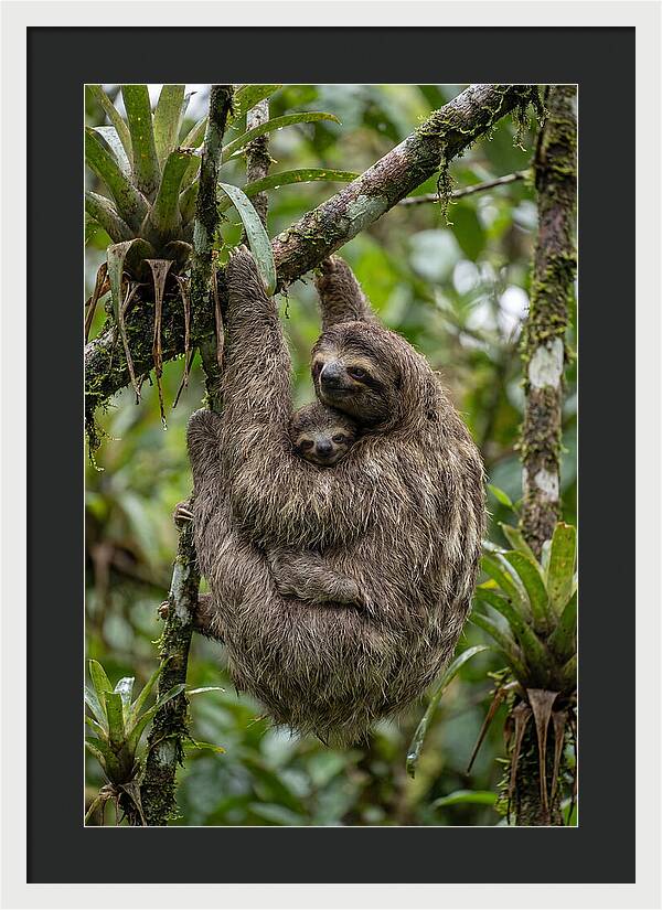 Twotoed Sloth Embracing Baby
