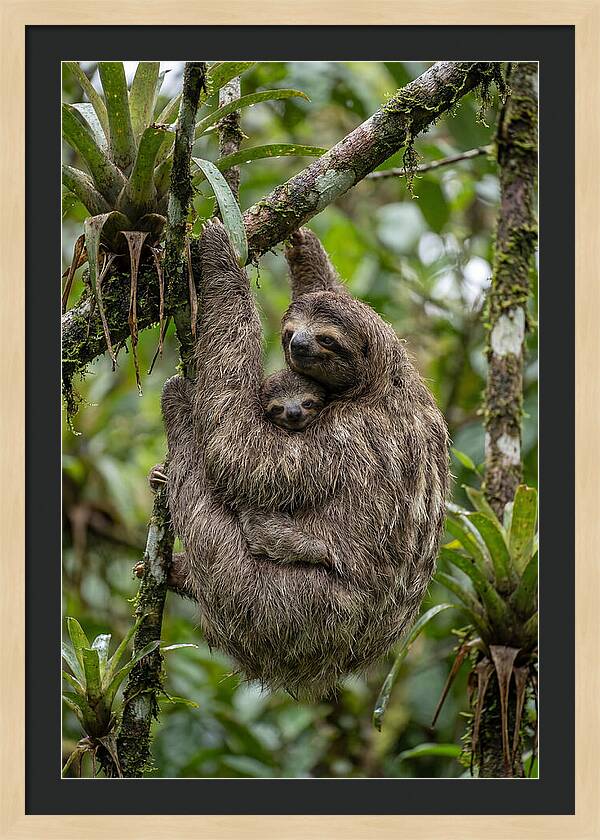 Twotoed Sloth Embracing Baby