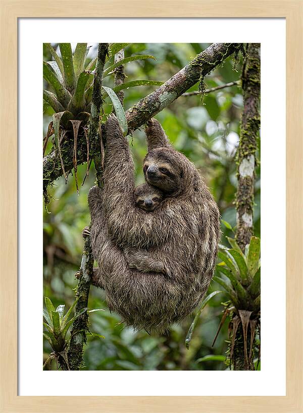 Twotoed Sloth Embracing Baby