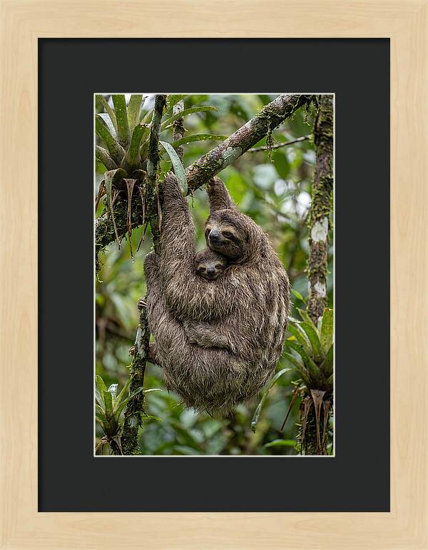Twotoed Sloth Embracing Baby