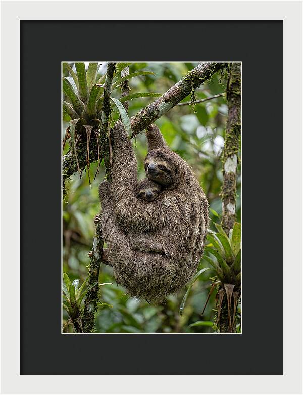Twotoed Sloth Embracing Baby