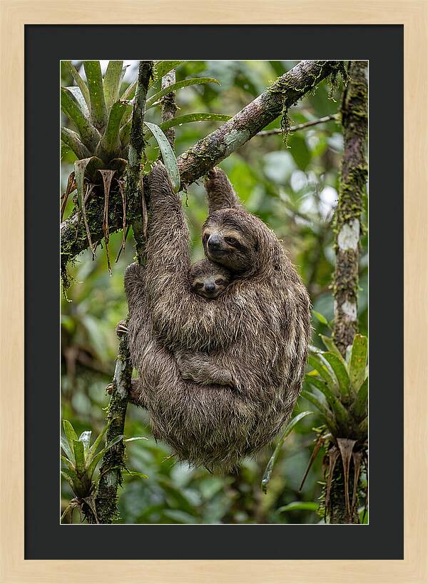 Twotoed Sloth Embracing Baby