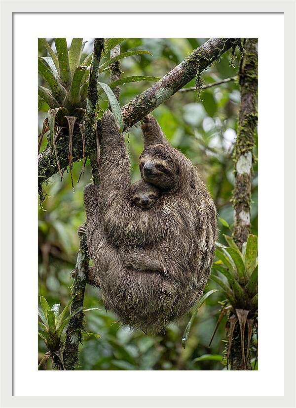 Twotoed Sloth Embracing Baby