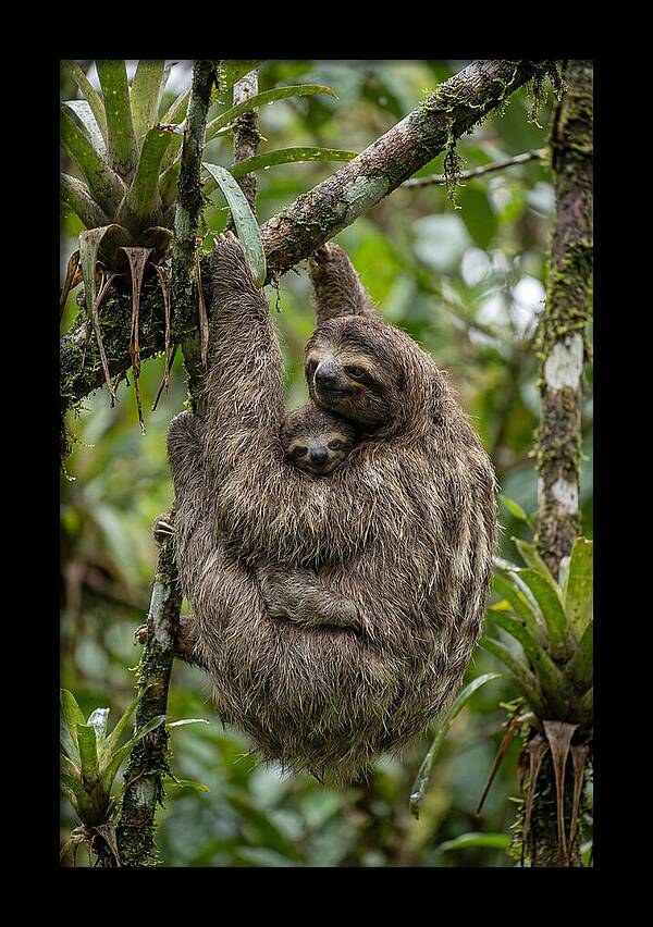 Twotoed Sloth Embracing Baby