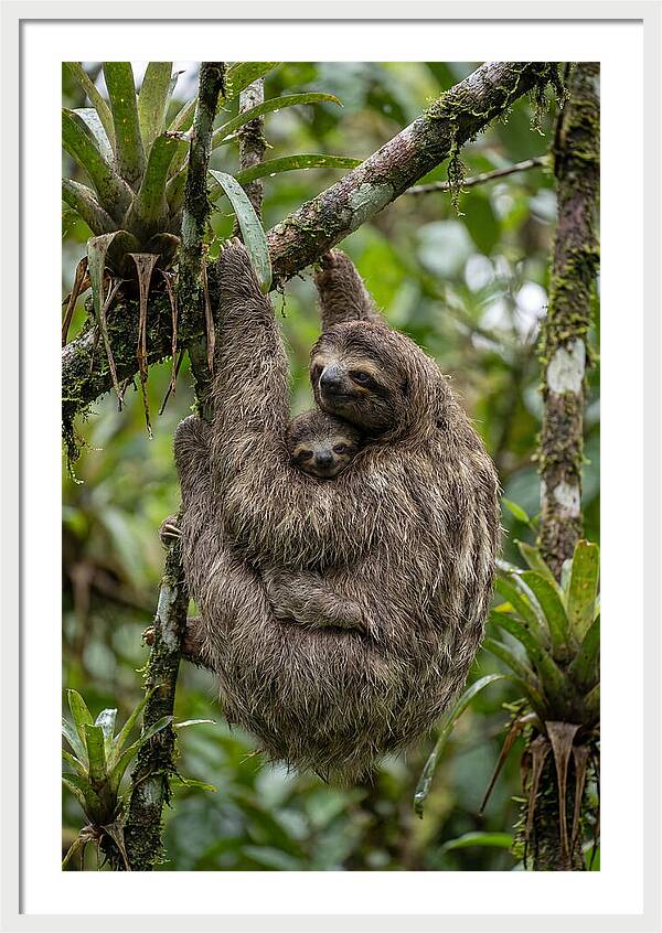 Twotoed Sloth Embracing Baby