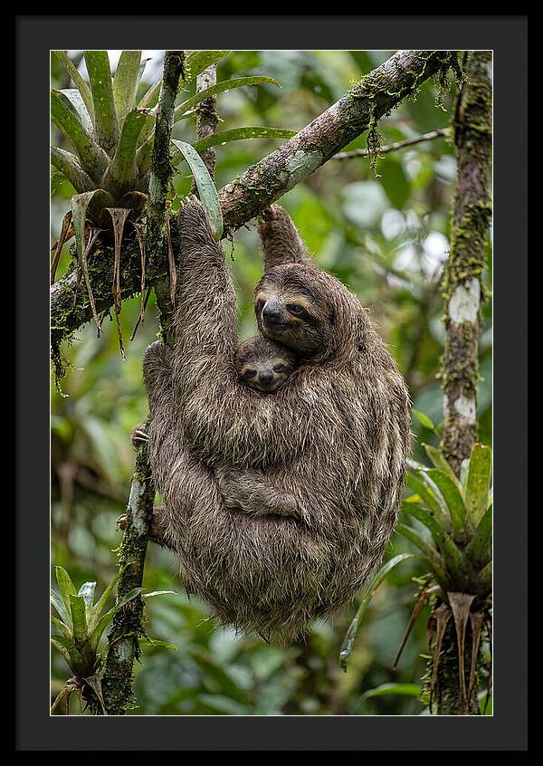 Twotoed Sloth Embracing Baby