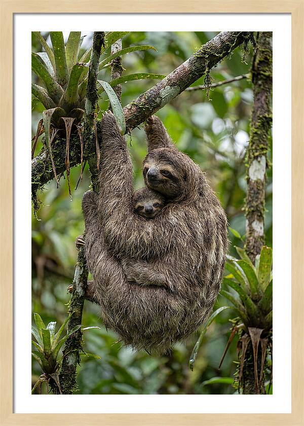 Twotoed Sloth Embracing Baby