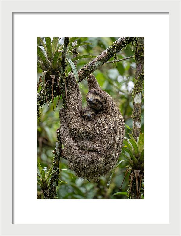 Twotoed Sloth Embracing Baby