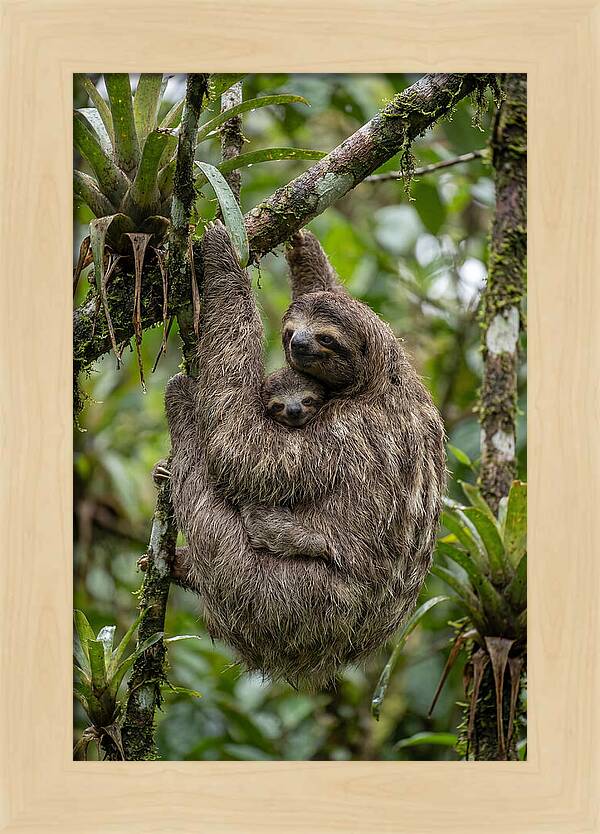 Twotoed Sloth Embracing Baby