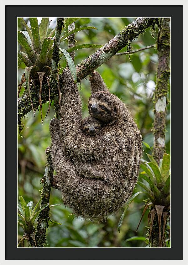 Twotoed Sloth Embracing Baby