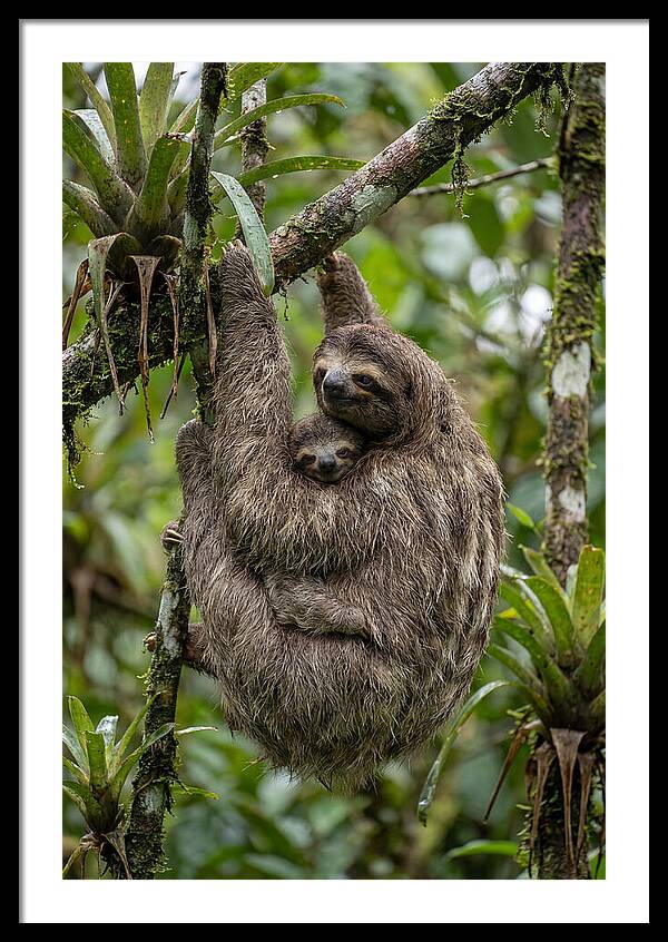 Twotoed Sloth Embracing Baby