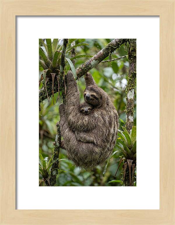 Twotoed Sloth Embracing Baby