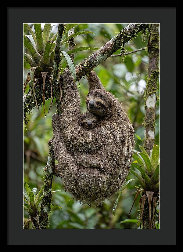 Twotoed Sloth Embracing Baby