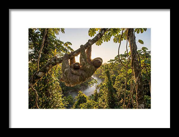 Twotoed Sloth With Baby