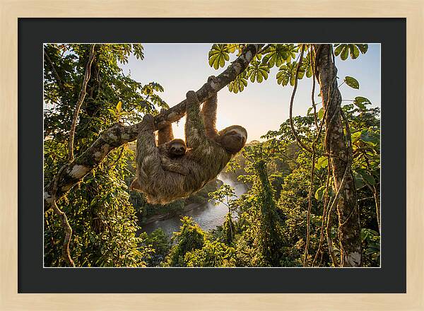 Twotoed Sloth With Baby