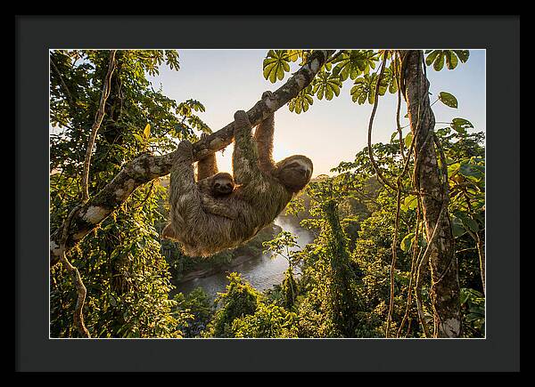 Twotoed Sloth With Baby