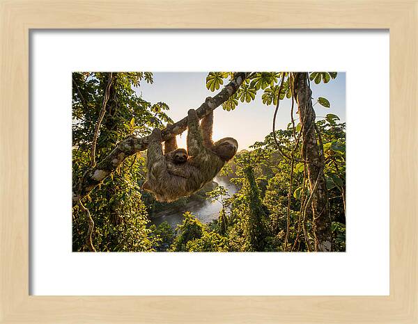 Twotoed Sloth With Baby