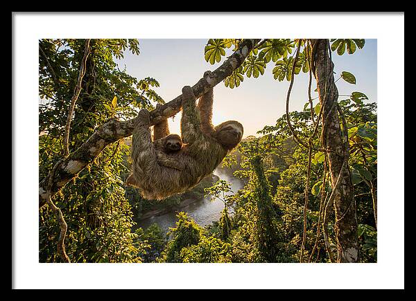 Twotoed Sloth With Baby