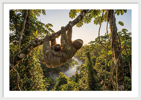 Twotoed Sloth With Baby