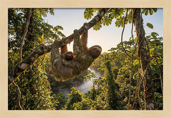Twotoed Sloth With Baby