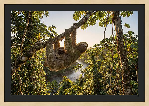 Twotoed Sloth With Baby