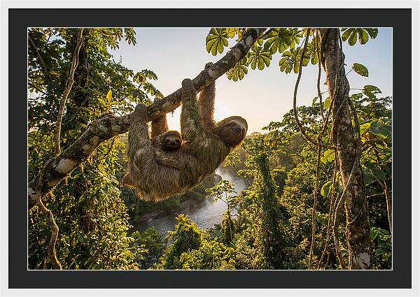 Twotoed Sloth With Baby