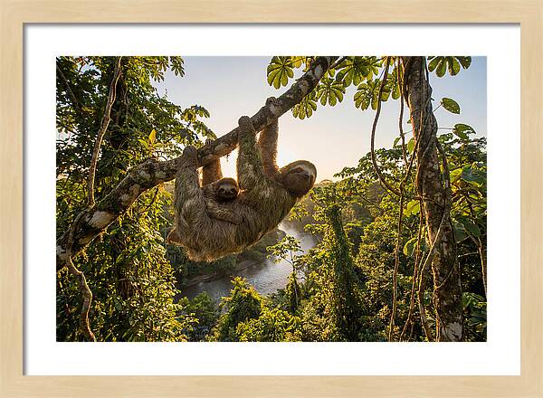 Twotoed Sloth With Baby