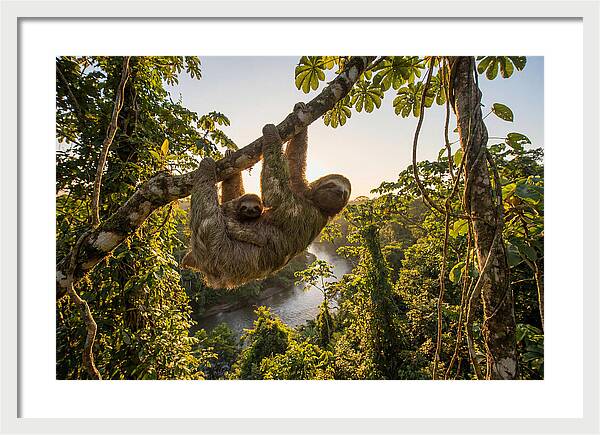 Twotoed Sloth With Baby