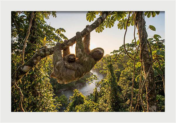 Twotoed Sloth With Baby