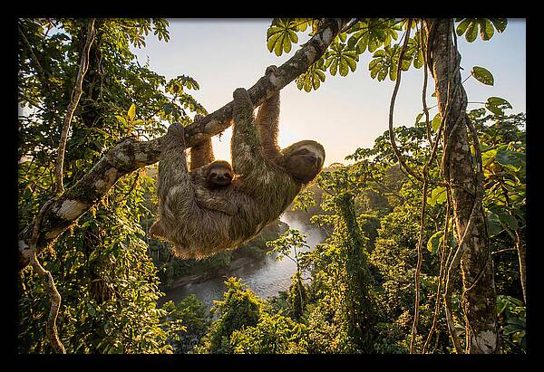 Twotoed Sloth With Baby