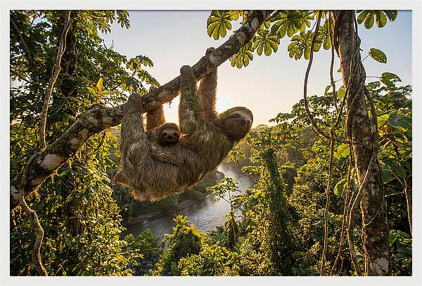 Twotoed Sloth With Baby