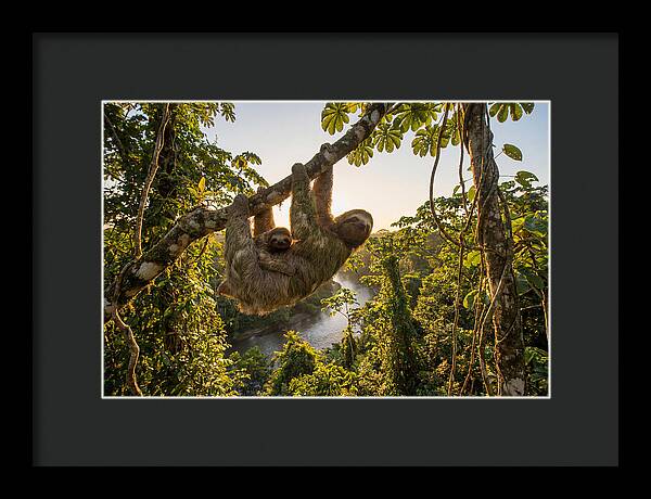 Twotoed Sloth With Baby