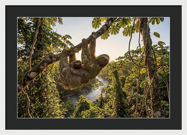 Twotoed Sloth With Baby