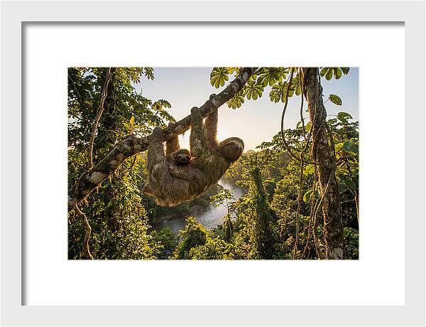 Twotoed Sloth With Baby