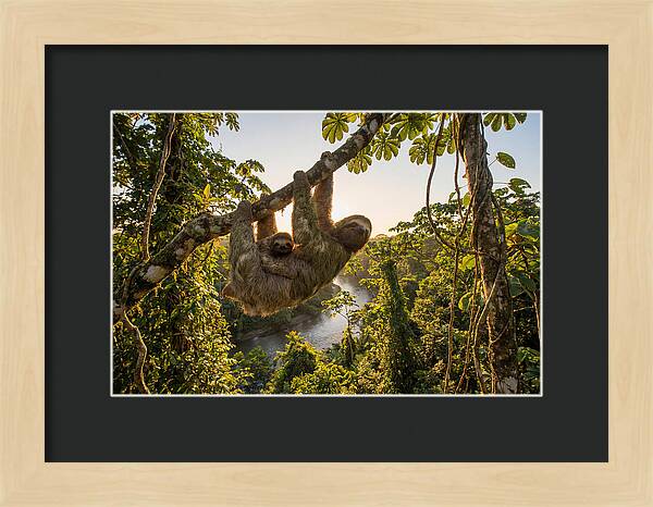 Twotoed Sloth With Baby
