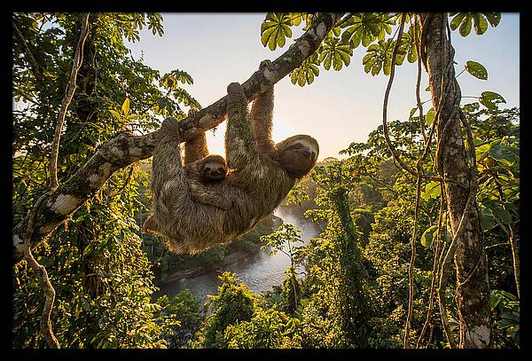 Twotoed Sloth With Baby