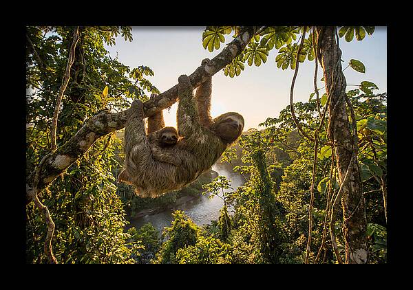 Twotoed Sloth With Baby