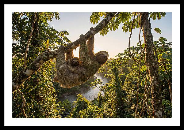 Twotoed Sloth With Baby