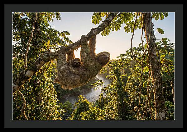 Twotoed Sloth With Baby