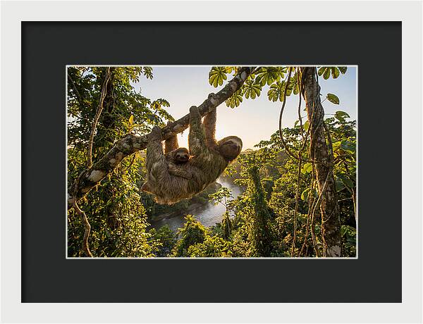 Twotoed Sloth With Baby