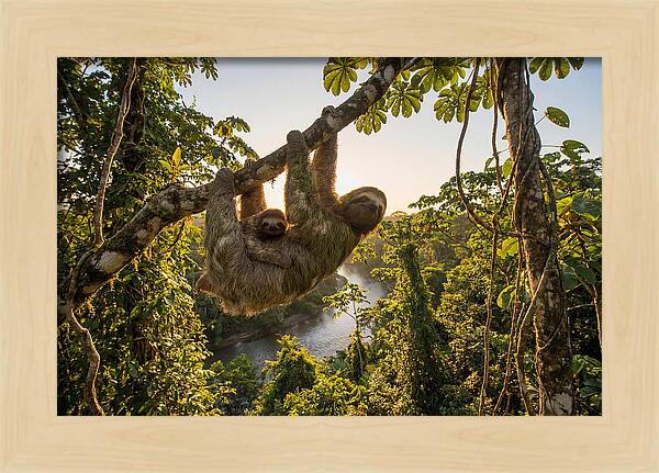 Twotoed Sloth With Baby
