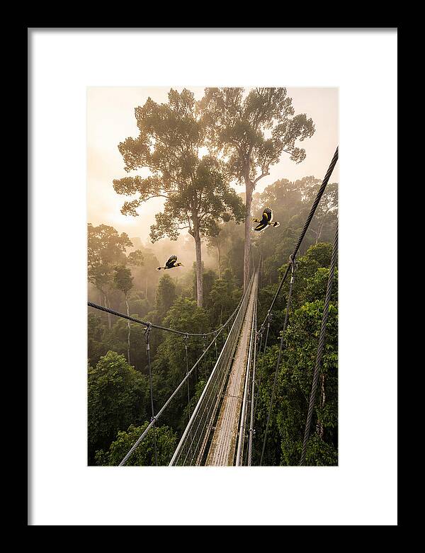 Ulu Temburong Canopy Walkway