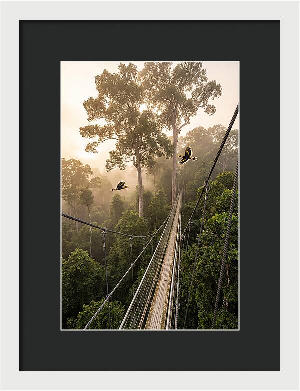 Ulu Temburong Canopy Walkway