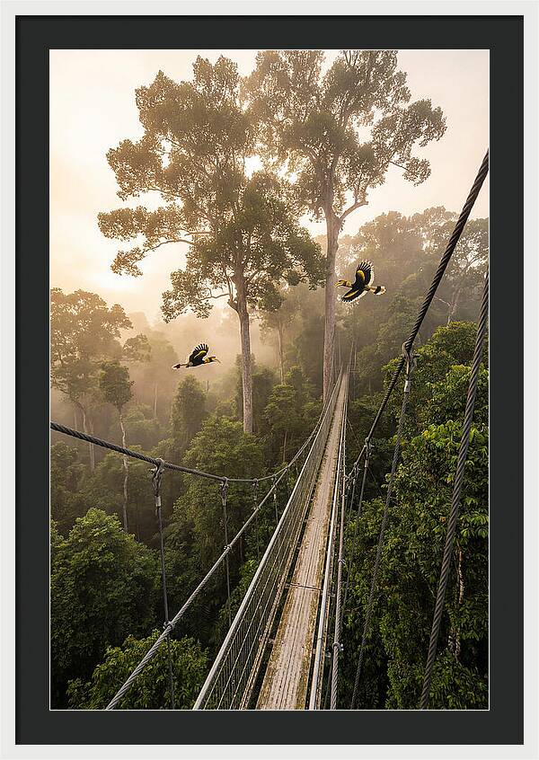 Ulu Temburong Canopy Walkway