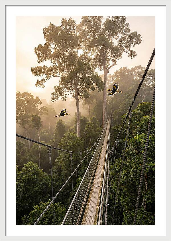 Ulu Temburong Canopy Walkway