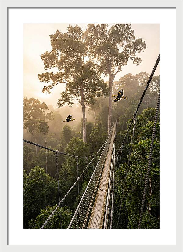 Ulu Temburong Canopy Walkway