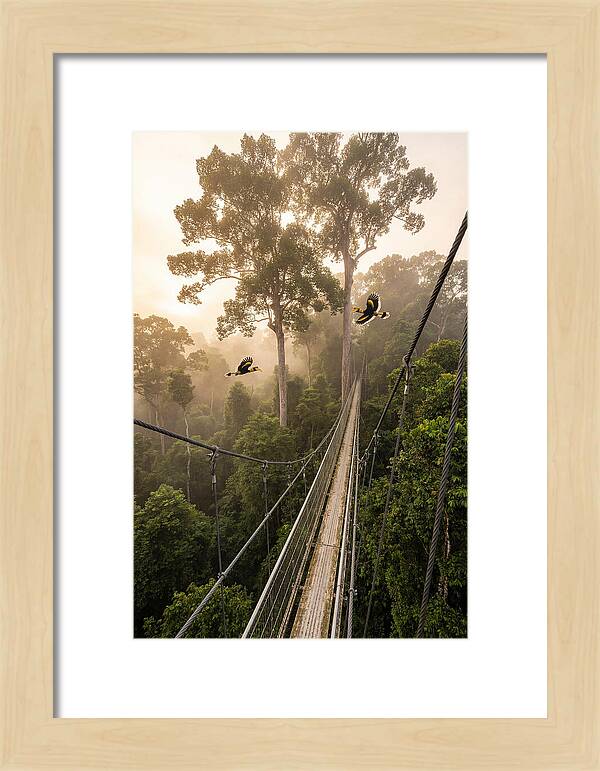Ulu Temburong Canopy Walkway