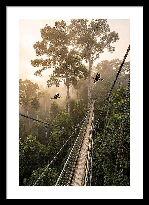 Ulu Temburong Canopy Walkway
